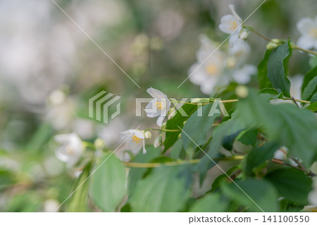 White jasmine blossoms on leafy branch in soft natural light White jasmine blossoms on leafy branch in soft natural light 141100550