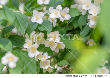 White jasmine blossoms on green leafy bush in soft daylight White jasmine blossoms on green leafy bush in soft daylight 141100553