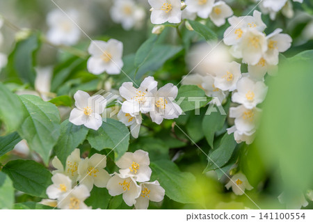 Cluster of white jasmine flowers with green leaves Cluster of white jasmine flowers with green leaves 141100554