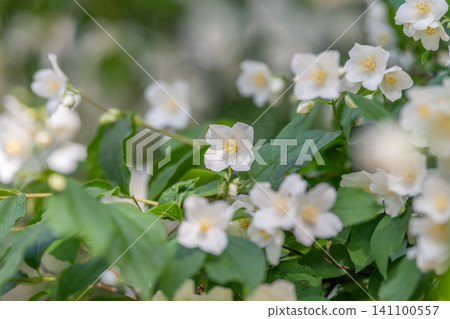 White jasmine blossoms on leafy green shrub in soft natural light White jasmine blossoms on leafy green shrub in soft natural light 141100557