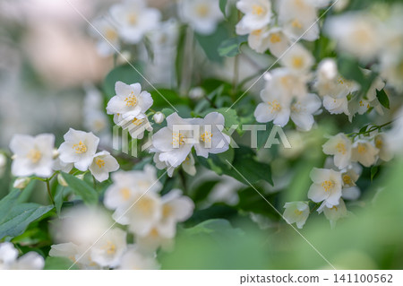 White jasmine flowers clustered on green shrub in soft light White jasmine flowers clustered on green shrub in soft light 141100562