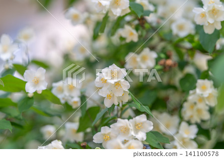 White jasmine blossoms on leafy shrub in soft morning light White jasmine blossoms on leafy shrub in soft morning light 141100578