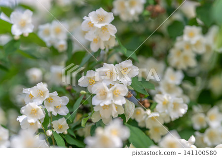 Cluster of small white jasmine-like flowers on leafy green shrub Cluster of small white jasmine-like flowers on leafy green shrub 141100580