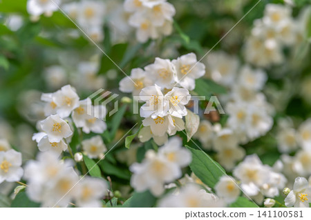 Cluster of small white jasmine-like flowers on green shrub Cluster of small white jasmine-like flowers on green shrub 141100581