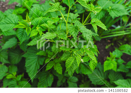 Young shoots of green raspberry bushes, solid background, close-up, selective focus Young shoots of green raspberry bushes, solid background, close-up, selective focus 141100582