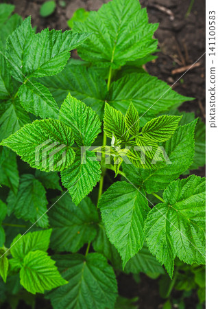 Young shoots of green raspberry bushes, solid background, close-up, selective focus vertical view Young shoots of green raspberry bushes, solid background, close-up, selective focus vertical view 141100583