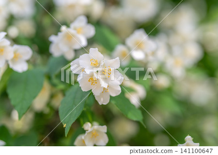 White jasmine blossoms on leafy green shrub in soft natural light 141100647