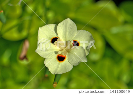 Dietes bicolor flowers (summer, June) Dietes bicolor flowers (summer, June) 141100649