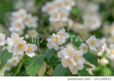 White jasmine blossoms on green leafy branches in soft natural light White jasmine blossoms on green leafy branches in soft natural light 141100652