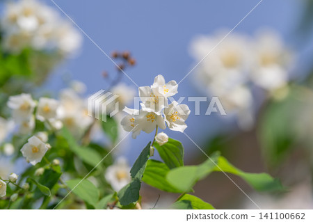 White jasmine flowers on sunlit branch with blue sky background White jasmine flowers on sunlit branch with blue sky background 141100662