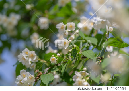 White jasmine flowers on green leafy branches in soft sunlight White jasmine flowers on green leafy branches in soft sunlight 141100664