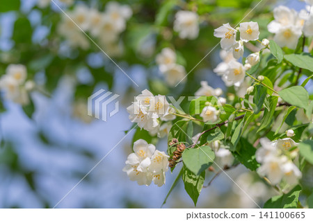 White jasmine blossoms on leafy branch against soft blue sky White jasmine blossoms on leafy branch against soft blue sky 141100665