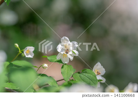 White jasmine blossoms on leafy branch in soft garden light White jasmine blossoms on leafy branch in soft garden light 141100668