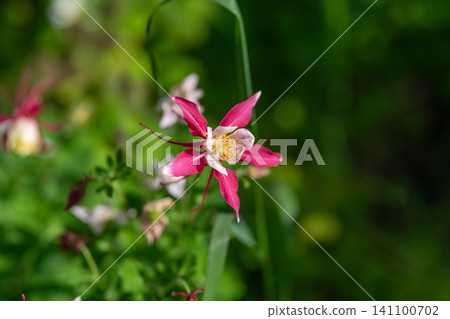 Pink columbine blossom in green garden Pink columbine blossom in green garden 141100702