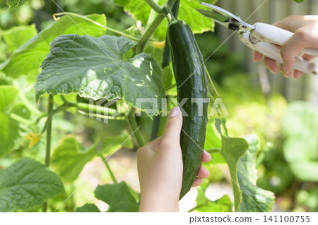 採摘自家花園種植的黃瓜 採摘自家花園種植的黃瓜 141100755