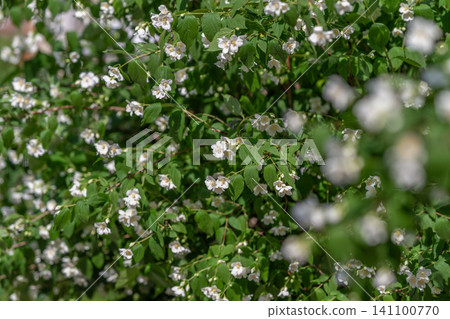 Dense green shrub covered in small white blossoms Dense green shrub covered in small white blossoms 141100770