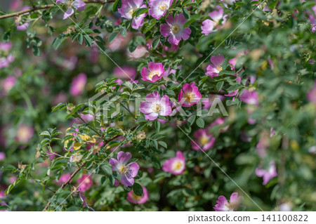 Dense shrub with clusters of small pink wild roses and glossy green leaves Dense shrub with clusters of small pink wild roses and glossy green leaves 141100822