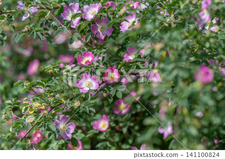 Wild rose bush with pink blossoms in sunlight 141100824