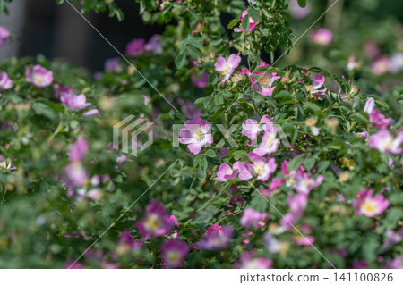 Wild rose bush with pink blossoms in soft sunlight Wild rose bush with pink blossoms in soft sunlight 141100826