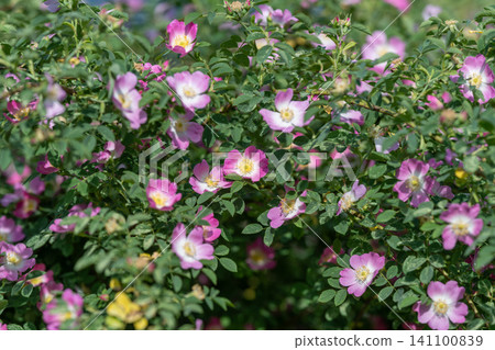 Wild rose bushes with pink blossoms in sunlight 141100839