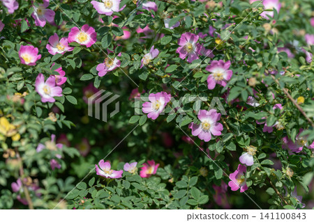 Wild rose shrub with pink blossoms in sunlit garden 141100843
