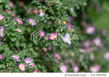 Wild rose shrub with pink blooms and green foliage in soft natural light 141100848