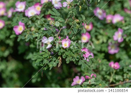 Wild rose blossoms on dense green shrub in soft daylight Wild rose blossoms on dense green shrub in soft daylight 141100854