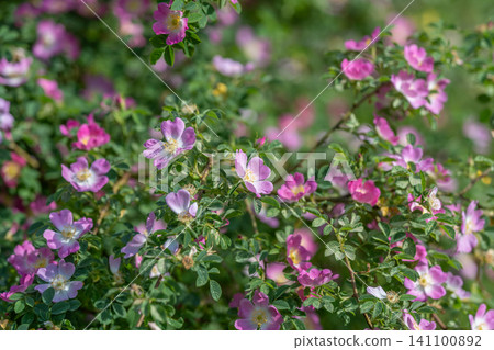 Pink wild roses blooming in sunlit garden shrubs Pink wild roses blooming in sunlit garden shrubs 141100892