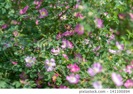 Dense shrub covered in small pink wild roses and green foliage Dense shrub covered in small pink wild roses and green foliage 141100894