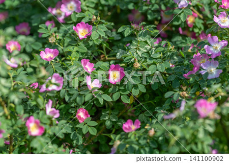 Wild pink rose blossoms in sunlit green shrub Wild pink rose blossoms in sunlit green shrub 141100902