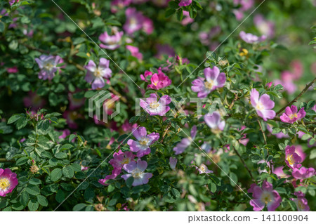 Wild rose bushes with blooming pink flowers in sunlit garden Wild rose bushes with blooming pink flowers in sunlit garden 141100904