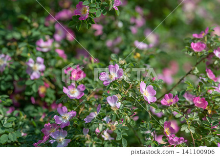 Wild rose bushes with pink blossoms in sunlit garden Wild rose bushes with pink blossoms in sunlit garden 141100906