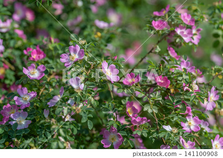 Pink wild roses in sunlit garden with green foliage Pink wild roses in sunlit garden with green foliage 141100908