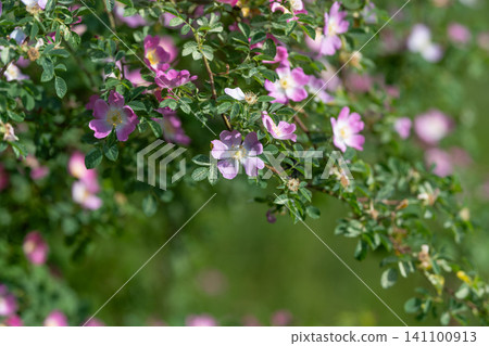 Branch of delicate pink wildflowers with green foliage 141100913