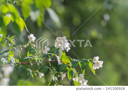 White jasmine blossoms on sunlit branch with green bokeh background White jasmine blossoms on sunlit branch with green bokeh background 141100926