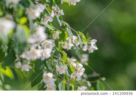 Delicate white flowering branch with green bokeh background Delicate white flowering branch with green bokeh background 141100936