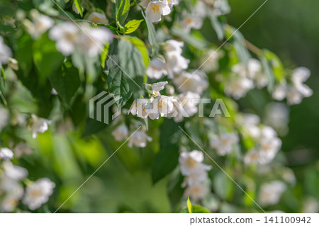 Delicate white jasmine blossoms on green garden branches Delicate white jasmine blossoms on green garden branches 141100942