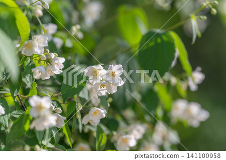 White jasmine blossoms on sunlit leafy branch White jasmine blossoms on sunlit leafy branch 141100958