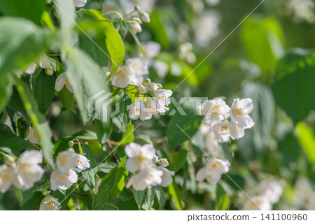 Fragrant white jasmine blossoms amid green leaves Fragrant white jasmine blossoms amid green leaves 141100960