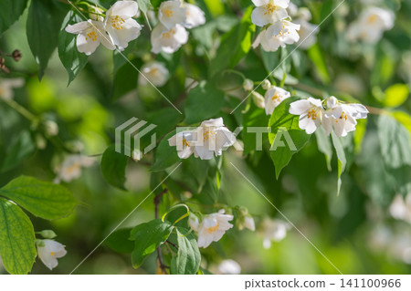 White spring blossoms on leafy branch with soft bokeh background White spring blossoms on leafy branch with soft bokeh background 141100966