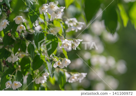 White jasmine blossoms on sunlit green branches White jasmine blossoms on sunlit green branches 141100972