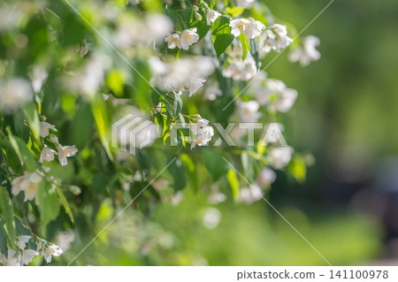 White spring blossoms on leafy branch with soft bokeh background White spring blossoms on leafy branch with soft bokeh background 141100978