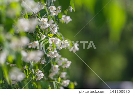 Close-up of small white blossoms on green stem Close-up of small white blossoms on green stem 141100980