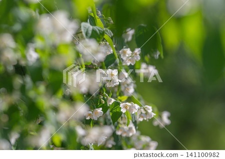 Delicate white blossoms on leafy green branch in soft sunlight Delicate white blossoms on leafy green branch in soft sunlight 141100982
