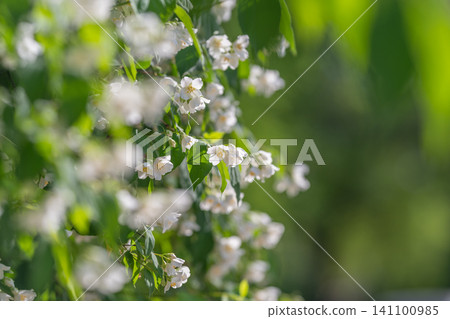 Delicate white spring blossoms on green foliage with soft sunlight Delicate white spring blossoms on green foliage with soft sunlight 141100985