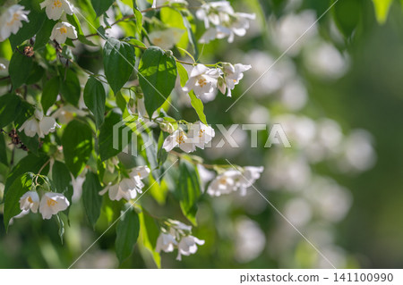 White jasmine blossoms on sunlit green shrub 141100990