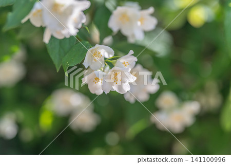 Delicate white jasmine blossoms on leafy green shrub in soft sunlight Delicate white jasmine blossoms on leafy green shrub in soft sunlight 141100996