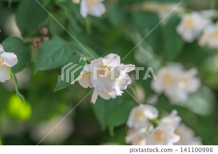 White jasmine blossoms on green shrub in soft sunlight White jasmine blossoms on green shrub in soft sunlight 141100998