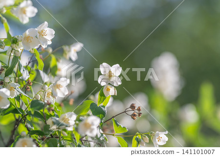White jasmine flowers on sunlit green branch White jasmine flowers on sunlit green branch 141101007