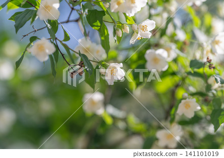 White jasmine blossoms on sunlit green branches White jasmine blossoms on sunlit green branches 141101019